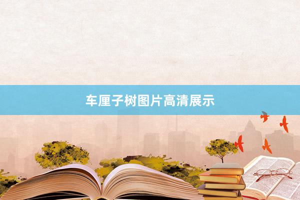 车厘子树图片高清展示
