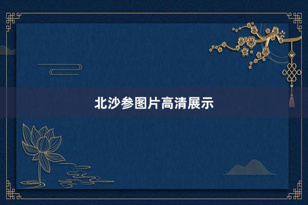 北沙参图片高清展示